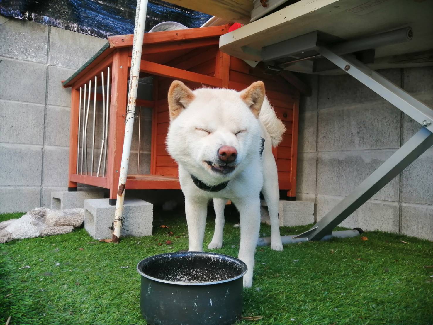 宮崎市豆柴