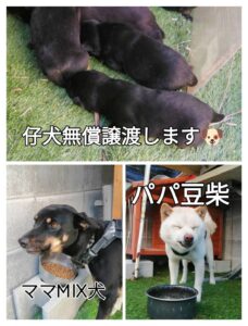 宮崎市譲渡犬