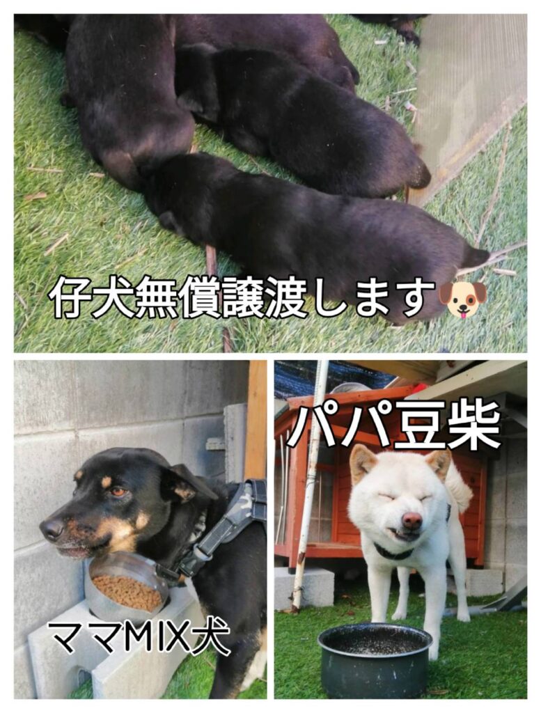 宮崎市譲渡犬