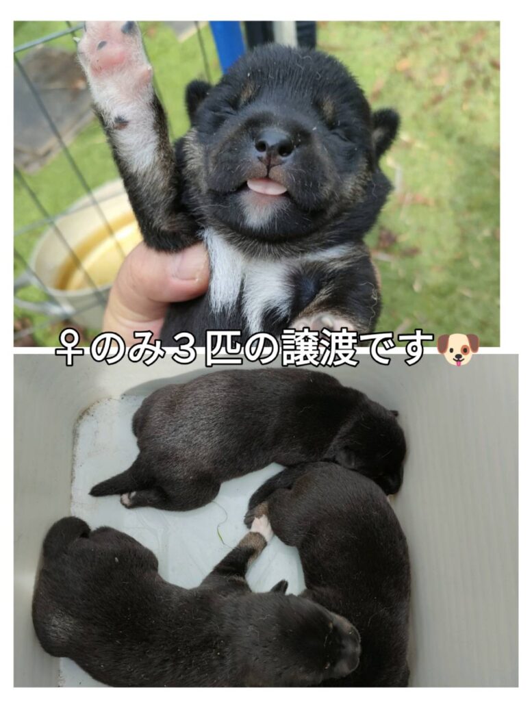 宮崎市譲渡犬　宮崎市里親募集